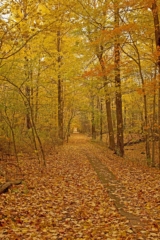 A view down the sidewalk trail