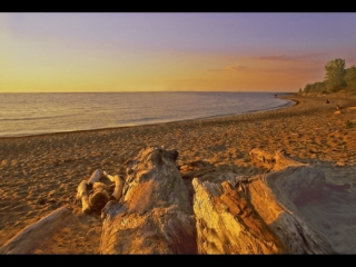 Driftwood on the beach