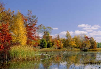 Duck Pond in Autumn