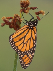 Monarch on Rush 001