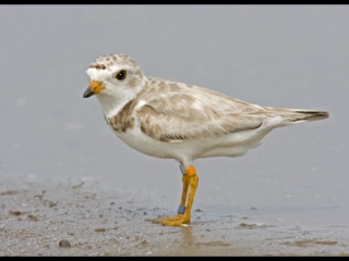 Piping Plover 001 copy