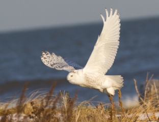 Snowy in Flight